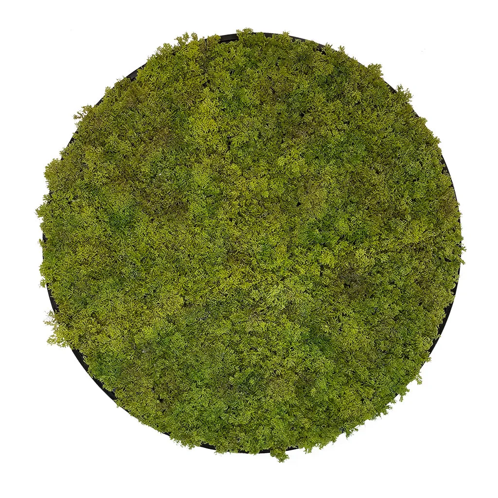 Artificial Reindeer moss wall circular art panel MDF Black - 80cm