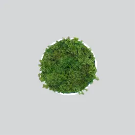 Artificial reindeer moss wall circular art panel MDF White - 30cm